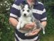 Siberian Husky Puppies for sale in Delaware, OH 43015, USA. price: NA