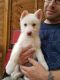 Siberian Husky Puppies for sale in Montréal-Nord, Montreal, QC, Canada. price: NA