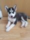 Siberian Husky Puppies for sale in Montréal-Nord, Montreal, QC, Canada. price: NA