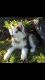 Siberian Husky Puppies for sale in Cincinnati, OH, USA. price: $880