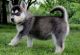 Siberian Husky Puppies for sale in Vancouver, WA, USA. price: $650