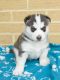 Siberian Husky Puppies for sale in S First Colonial Rd, Virginia Beach, VA 23454, USA. price: NA