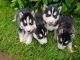 Siberian Husky Puppies for sale in S First Colonial Rd, Virginia Beach, VA 23454, USA. price: NA