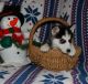 Siberian Husky Puppies for sale in Georgia Ave, Brooklyn, NY 11207, USA. price: NA