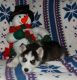 Siberian Husky Puppies for sale in Georgia Ave, Brooklyn, NY 11207, USA. price: NA
