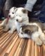 Siberian Husky Puppies for sale in Atlanta, GA 30384, USA. price: NA