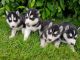 Siberian Husky Puppies for sale in Houston Metropolitan Area, TX, USA. price: NA
