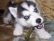 Siberian Husky Puppies for sale in Omar Ave, Carteret, NJ 07008, USA. price: NA