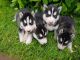 Siberian Husky Puppies for sale in Anderson, IN, USA. price: NA