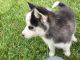 Siberian Husky Puppies for sale in Michigan Ave, Paterson, NJ 07503, USA. price: $450
