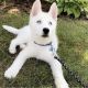 Siberian Husky Puppies for sale in Beverly, MA, USA. price: $1,500