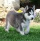 Siberian Husky Puppies for sale in Temple City, CA, USA. price: NA