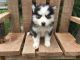 Siberian Husky Puppies for sale in Pittsburgh, PA 15255, USA. price: NA