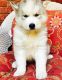 Siberian Husky Puppies for sale in California, MD, USA. price: NA