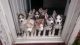 Siberian Husky Puppies for sale in New York, IA 50238, USA. price: NA