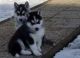 Siberian Husky Puppies for sale in York Blvd, Los Angeles, CA, USA. price: NA