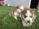 Siberian Husky Puppies for sale in Providence, UT 84332, USA. price: NA