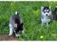 Siberian Husky Puppies for sale in California Rd, Mt Vernon, NY 10552, USA. price: NA