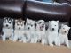 Siberian Husky Puppies for sale in Fremont Blvd, Fremont, CA, USA. price: $250