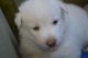 Siberian Husky Puppies for sale in Fannettsburg Rd W, Fannettsburg, PA 17221, USA. price: NA