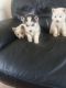 Siberian Husky Puppies for sale in Washington, DC, USA. price: NA