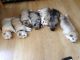 Siberian Husky Puppies for sale in North Carolina Central University, Durham, NC, USA. price: NA