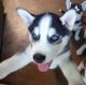 Siberian Husky Puppies for sale in Rowland, PA, USA. price: NA