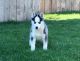 Siberian Husky Puppies for sale in Florida City, FL, USA. price: NA