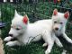 Siberian Husky Puppies for sale in GA-85, Atlanta, GA, USA. price: NA