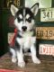 Siberian Husky Puppies for sale in Burnsville, NC 28714, USA. price: $700