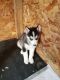 Siberian Husky Puppies for sale in Chicago Heights, IL, USA. price: NA