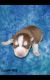 Siberian Husky Puppies for sale in Blacklick, OH 43004, USA. price: NA