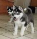 Siberian Husky Puppies for sale in Florida Ave NW, Washington, DC, USA. price: NA