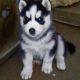 Siberian Husky Puppies for sale in Albuquerque, NM 87101, USA. price: NA