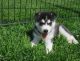 Siberian Husky Puppies for sale in Florida Ave NW, Washington, DC, USA. price: NA