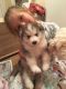 Siberian Husky Puppies for sale in Fernandina Beach, FL 32035, USA. price: NA
