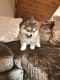 Siberian Husky Puppies for sale in Florida Blvd, Baton Rouge, LA, USA. price: NA