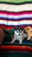 Siberian Husky Puppies for sale in NJ-38, Cherry Hill, NJ 08002, USA. price: $500
