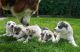 Siberian Husky Puppies for sale in New Orleans St, Houston, TX, USA. price: NA