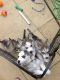 Siberian Husky Puppies for sale in FL-535, Orlando, FL, USA. price: $400
