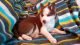 Siberian Husky Puppies for sale in FL-535, Orlando, FL, USA. price: $400