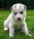 Siberian Husky Puppies for sale in Colorado St, Houston, TX 77007, USA. price: NA