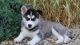 Siberian Husky Puppies for sale in Missouri Ave, Herndon, VA 20170, USA. price: NA