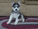 Siberian Husky Puppies for sale in Idaho Falls, ID, USA. price: NA