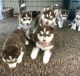 Siberian Husky Puppies for sale in Hackettstown, NJ 07840, USA. price: NA