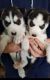 Siberian Husky Puppies for sale in Flower Mound, TX, USA. price: NA