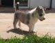 Siberian Husky Puppies for sale in Flower Mound, TX, USA. price: NA