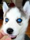 Siberian Husky Puppies for sale in Del Mar Ave, Rosemead, CA 91770, USA. price: NA
