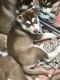Siberian Husky Puppies for sale in Warrenton Way, Colorado Springs, CO 80922, USA. price: NA