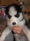 Siberian Husky Puppies for sale in Warrenton Way, Colorado Springs, CO 80922, USA. price: NA